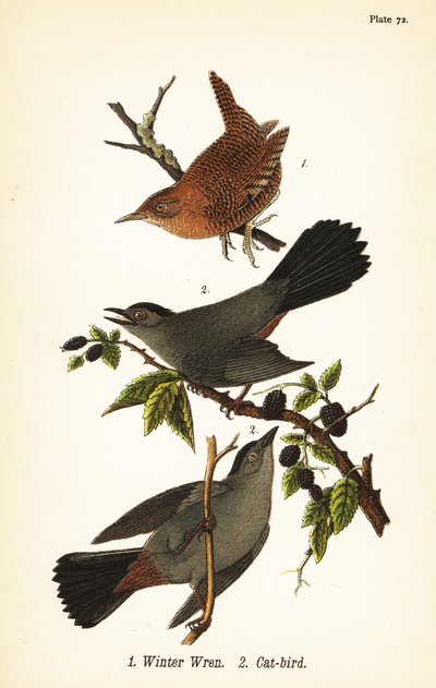 Winterkoning, Troglodytes hiemalis 1, en grijze katvogel, Dumetella carolinensis katvogel 2 door John James (after) Audubon