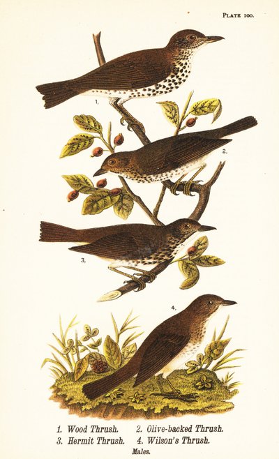 Houtlijster, Hylocichia mustelina 1, Swainson