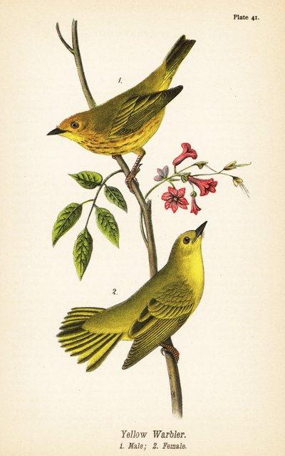 Geel zanger, Setophaga petechia, mannetje 1, vrouwtje 2 door John James (after) Audubon