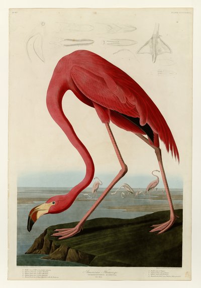 431 Amerikaanse flamingo door John James Audubon