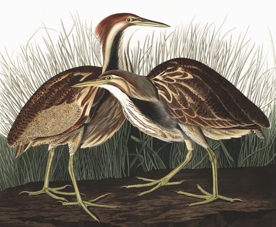 Amerikaanse Roerdomp, Botaurus Lentiginosus, uit "De Vogels van Amerika" door John J. Audubon, pub. 1827-38 door John James Audubon