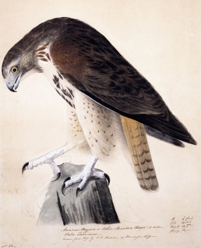 Amerikaanse buizerd of witborstbuizerd door John James Audubon