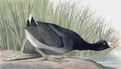 Amerikaanse meerkoet, Fulica Americana, uit "The Birds of America" door John J. Audubon, uitgegeven 1827-38 door John James Audubon