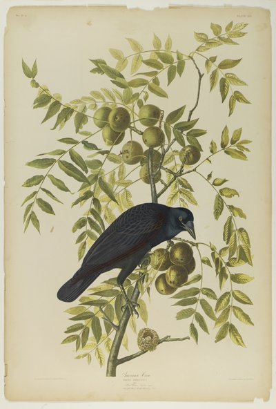 Amerikaanse Kraai, gedrukt door Julien Bien en uitgegeven door Roe Lockwood & Son, 1861 door John James Audubon