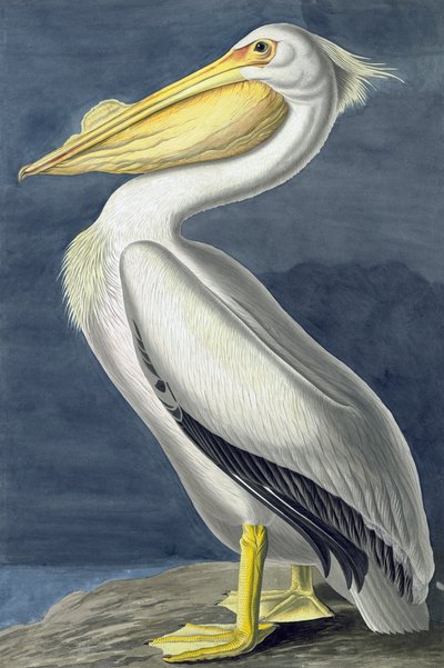 Amerikaanse witte pelikaan, Pelecanus Erythrorhynchos, uit "The Birds of America" door John J. Audubon, uitgegeven 1827-38 door John James Audubon