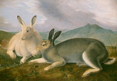 Arctische Haas, ca. 1841 door John James Audubon