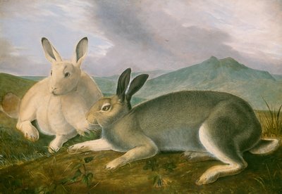 Arctische haas, ca. 1841 door John James Audubon
