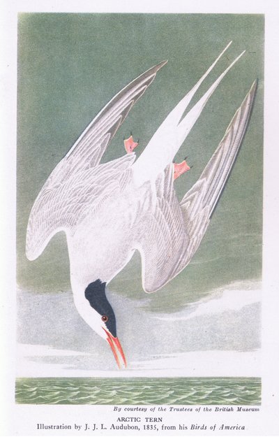 Noordse stern door John James Audubon