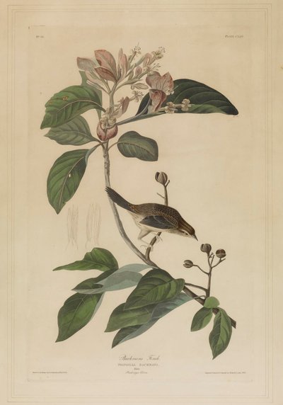  door John James Audubon
