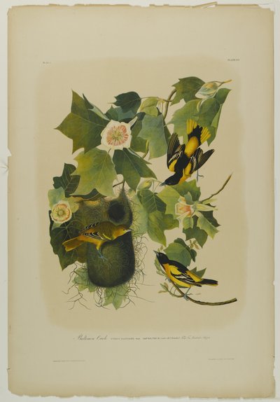 Baltimore Wielewaal, gedrukt door Julien Bien en uitgegeven door Roe Lockwood & Son, 1861 door John James Audubon