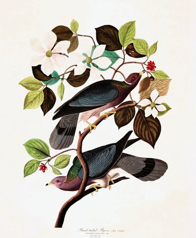 Bandstaartduif, Columba Fasciata, uit "De Vogels van Amerika" door John J. Audubon, pub. 1827-38 door John James Audubon
