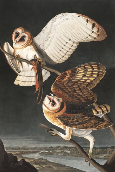Kerkuil, Tyto Alba, uit "De Vogels van Amerika" door John J. Audubon, pub. 1827-38 door John James Audubon
