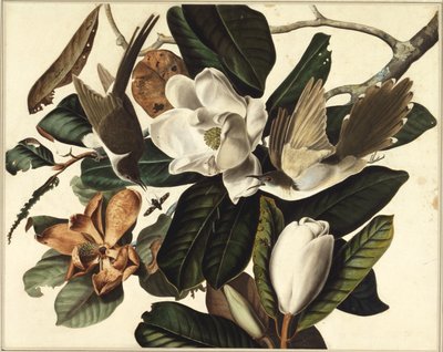 Zwartbekkoekoek, 1822 door John James Audubon