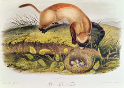 Zwartvoetfret uit Quadrupeds of North America (1842-5) door John James Audubon