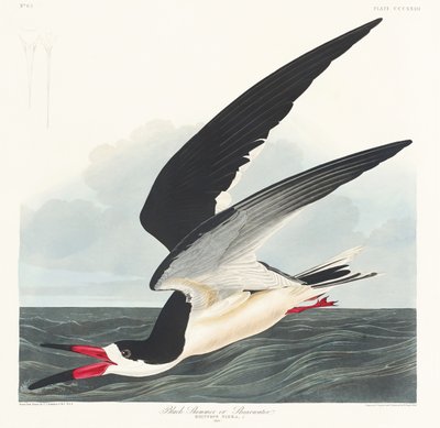  door John James Audubon