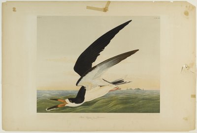 Zwarte Schaarbek of Schaarwater, gedrukt door Julien Bien en uitgegeven door Roe Lockwood & Son, 1861 door John James Audubon