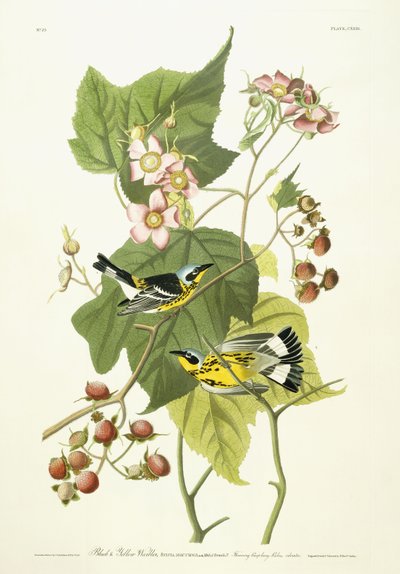 Zwarte en gele zanger en bloeiende framboos, c.1826-1838 door John James Audubon