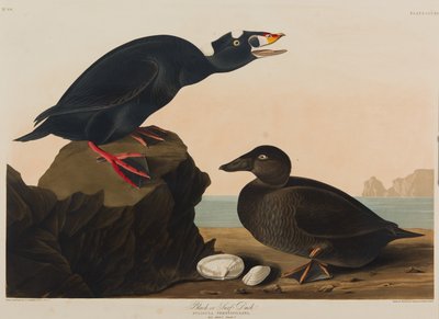 Zwarte of Surfeend, 1836 door John James Audubon