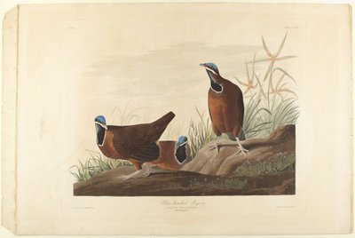 Blauwkopduif door John James Audubon