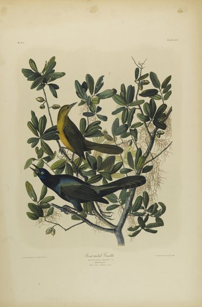Bootstaart Grackle, gedrukt door Julien Bien en uitgegeven door Roe Lockwood & Son, 1861 door John James Audubon