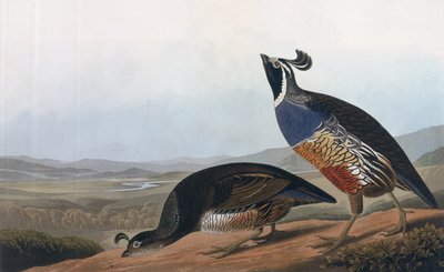 Californische patrijs, uit 