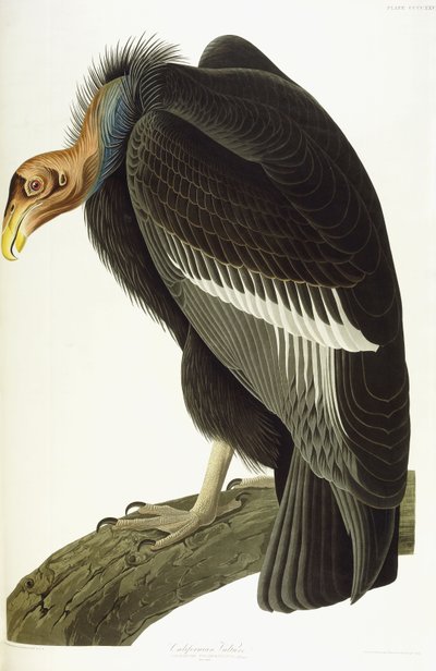Californische Gier, Oude Man, 1838 door John James Audubon