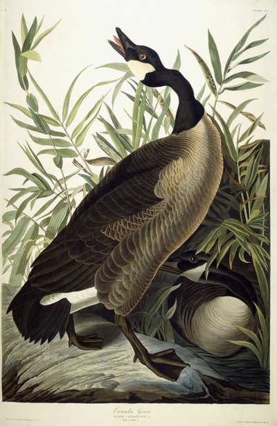 Canadese Gans, c.1827-1838 door John James Audubon