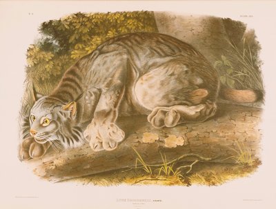 Canada Lynx door John James Audubon
