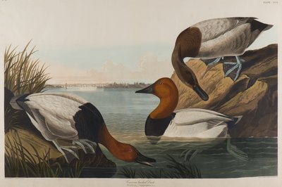 Canvasrug Eend, 1836 door John James Audubon
