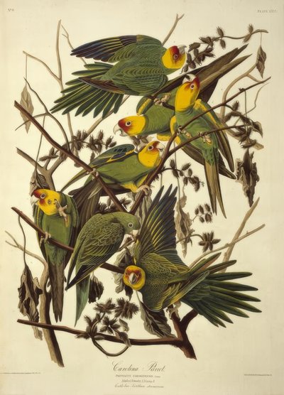 Carolina parkiet. Psittacus Carolinensis door John James Audubon