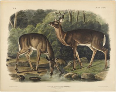  door John James Audubon
