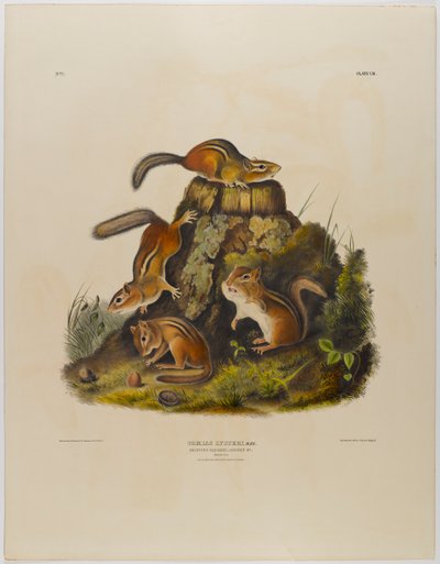 Chipping eekhoorn hackee door John James Audubon