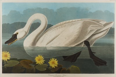 Gewone Amerikaanse Zwaan, 1838 door John James Audubon