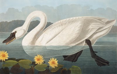 Gewone Amerikaanse Zwaan, Cygnus Americanus, uit "The Birds of America" door John J. Audubon, pub. 1827-38 door John James Audubon