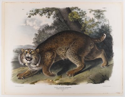 Gewone Amerikaanse wilde kat door John James Audubon
