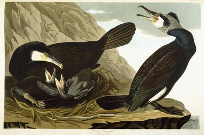 Aalscholver, 1835 door John James Audubon