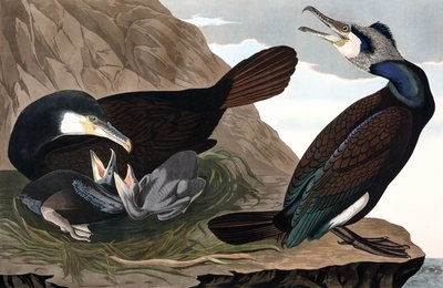 Aalscholver, Phalacrocorax Carbo, uit 