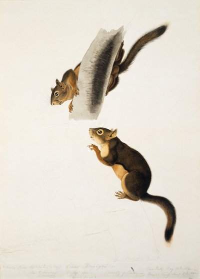 Douglas Eekhoorn, voor de folio De Levendbarende Zoogdieren van Noord-Amerika, gepubliceerd in 1845, c.1841-43 door John James Audubon
