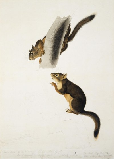 Douglass eekhoorn door John James Audubon