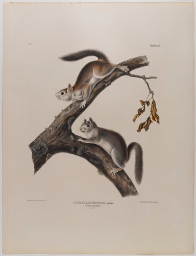 Donzige eekhoorn door John James Audubon
