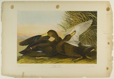 Donkere Eend, gedrukt door Julien Bien en uitgegeven door Roe Lockwood & Son, 1861 door John James Audubon