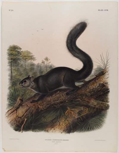 Donkere eekhoorn door John James Audubon