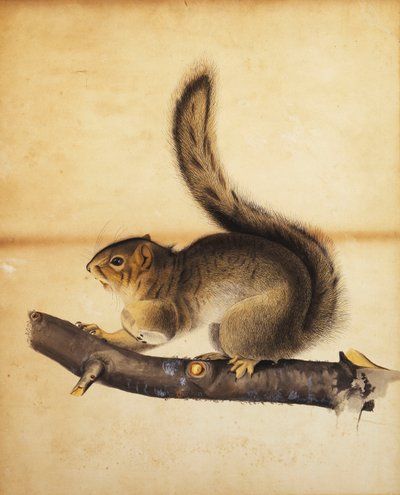 Oostelijke Grijze Eekhoorn in Volle Wintervacht, ca. 1840s door John James Audubon