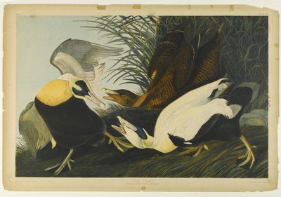 Eidereend, gedrukt door Julien Bien en uitgegeven door Roe Lockwood & Son, 1861 door John James Audubon