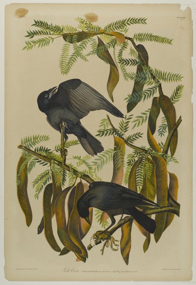 Vis Kraai, gedrukt door Julien Bien en uitgegeven door Roe Lockwood & Son, 1861 door John James Audubon