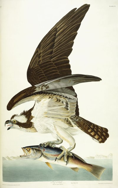 Visarend door John James Audubon