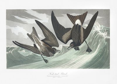  door John James Audubon