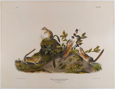 Viergestreepte grondeekhoorn door John James Audubon
