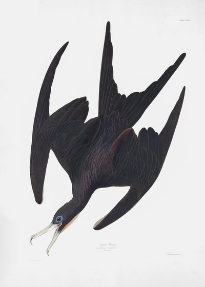  door John James Audubon