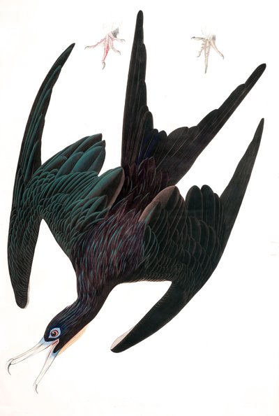 Fregat Pelikaan, Tachypetes Aquilis, uit 